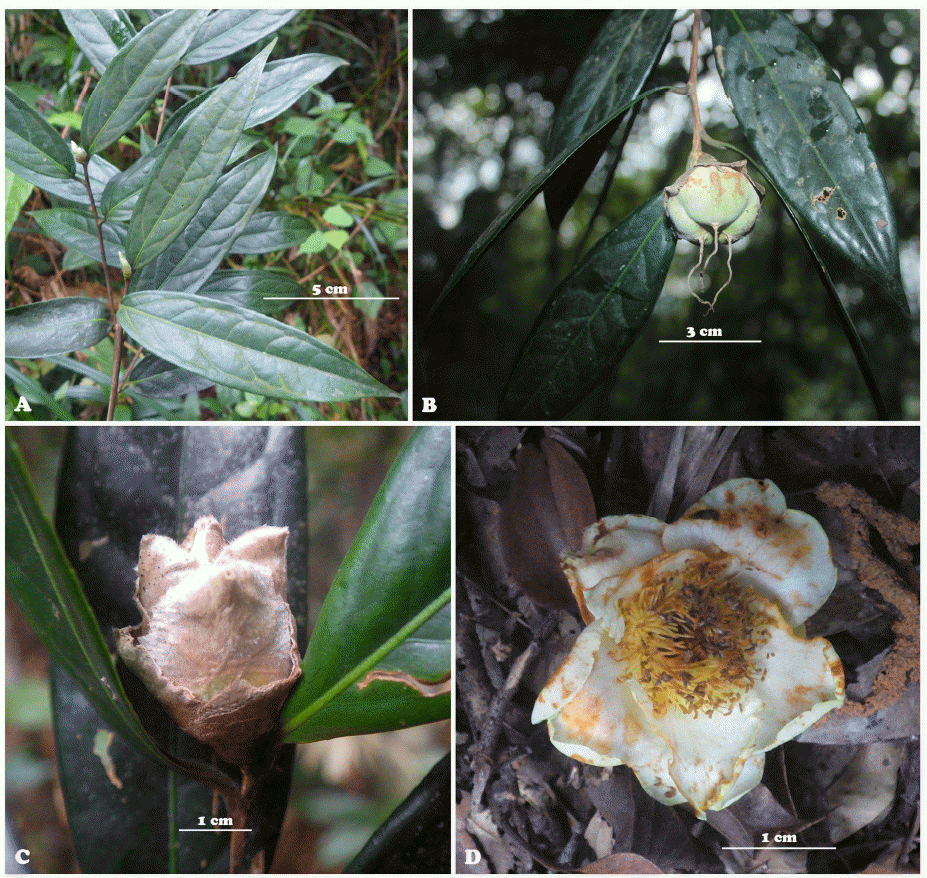 Source: Korean Journal of Plant Taxonomy